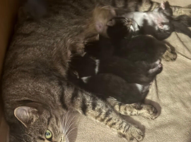 4 Beautiful kittens