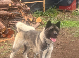 1 yr American Akita dog