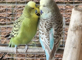 Bonded pair of budgies
