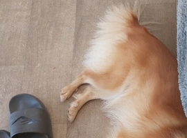2 yr old female pomeranian