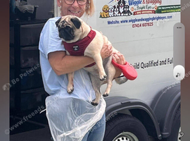 Dog grooming