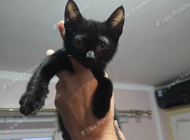 Sphynx cross tuxedo