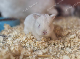 Beautiful  netherland  dwarfs  ready aug