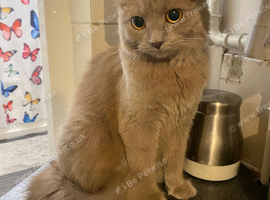 Lilac British longhair for sale