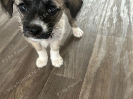 Maltipom/Jackchi mix