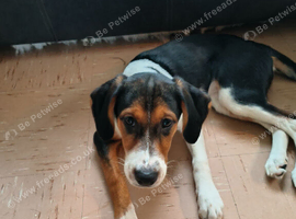 Hunterway x springerdor puppies