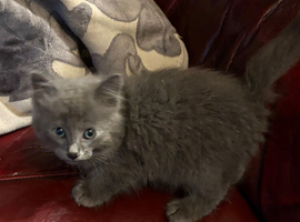 Fluffy grey male kitten