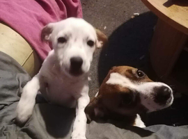 6 month old female Jack Russell