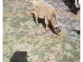 3 x female pygmy goats