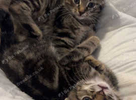 4 kittens two black boys and two tabby girls
