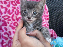 Kittens