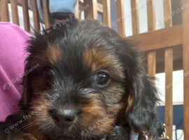 Yorkiepoo