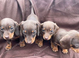 Adorable Miniature Dachshund puppies
