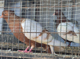 Archangel pigeons pairs and youngsters