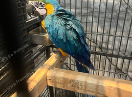 Stunning Blue and gold Macaw parrot