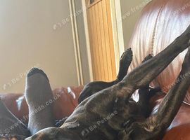 2 years & 11 months old male staffie full KC reg / black/ brindle/ full house trained good with all dogs / needs rehoming asap