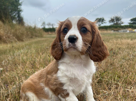 Gorgeous DNA tested clear female Cavalier
