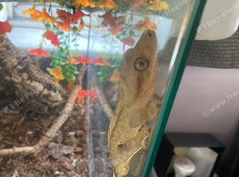 FULL CRESTED GECKO SETUP + 2 TOP QUALITY GECKOS