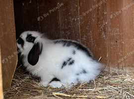 Baby rabbits for sale