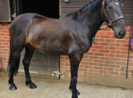 Lovely Sports Horse Filly