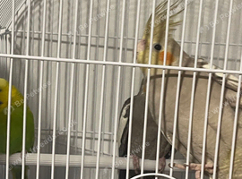 Male and female