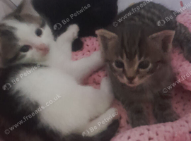 Kittens