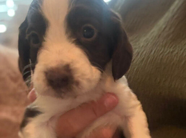 "update" 3 cocker spaniel puppies for sale