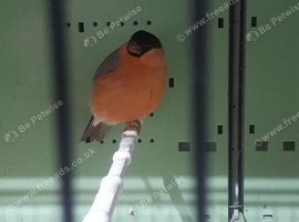 Trio siberian bullfinches.