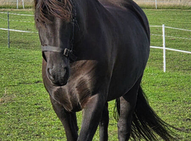 Welsh Section D Black Beauty