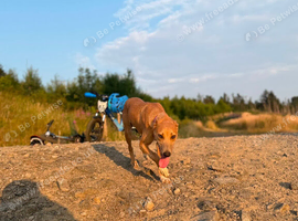 collie bull whipit greyhound
