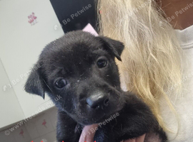 Cocker spaniel x shar pei