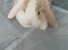 5 beautiful mini lop rabbits