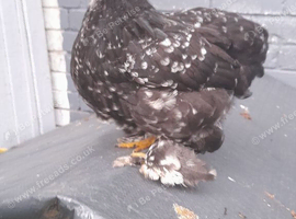 Black mottled pekin chicken