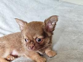 4, Tiny Stunningly Beautiful Chihuahua Boys