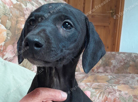 Bedlington whippet puppie