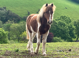 Gorgeous gelding for sale