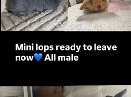 Mini lops