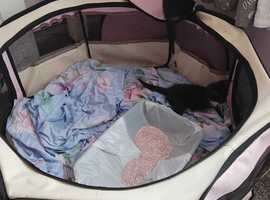 Three adorable female kittens