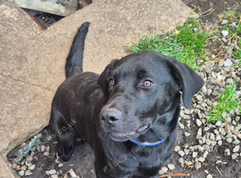 5 month old labrador