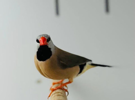 Finches