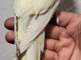 Beautiful Handreared Rare Creamino Baby Ringneck Talking Parrot