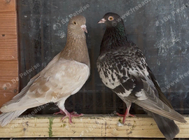 Birmingham Roller Pigeons