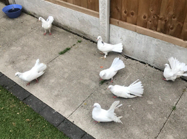 Fancy pigeons and fantails