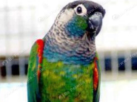 Pearly Conure