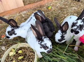 Rex rabbits