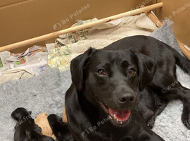 Home reared Cockerdor Puppies