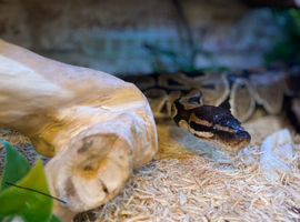 Male royal Python
