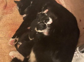 4 beautiful kittens boys and girls