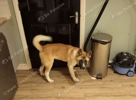 Akita pup for sale