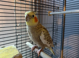 Breeding pair of cockatiels